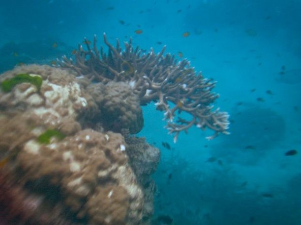 Coral, Great Barrier Reef, Queensland