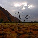 Trees at Ayers Rock with a bleak sky