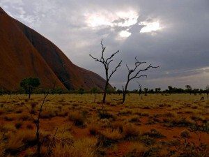 Trees at Ayers Rock with a bleak sky