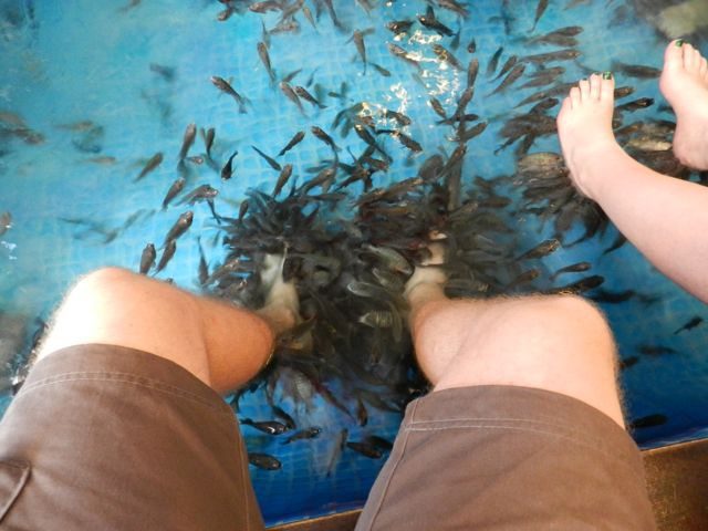 How to get a fish pedicure at the fish foot spa in Kuala Lumpur!