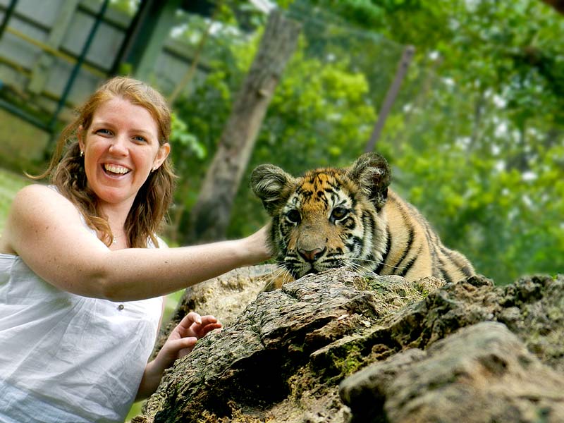 Megs with cute baby tiger on log, Tiger Kingdom, Thailand