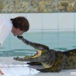 Crocodile Kiss