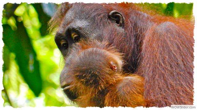 Orangutans at Sepilok Rehabilitation centre, Borneo