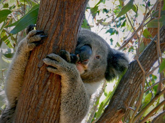 Koala, Alma park Zoo