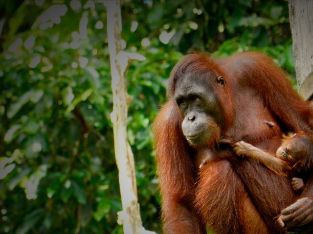 Orangutans, Sepilok, Borneo