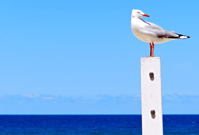 Seagull, Broadbeach, Gold Coast