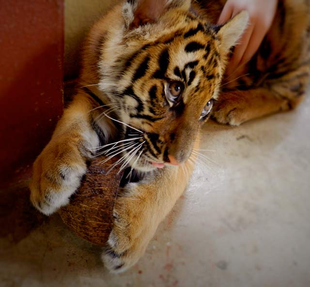 Cute baby tiger at tiger kingdom