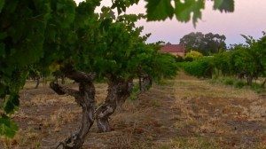 Kaesler winery at dusk
