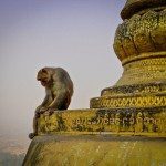 Burma Pictures: Monkey at Mount Popa temple