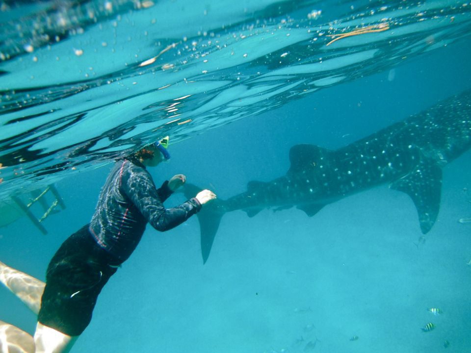 I'm not actually holding the whale shark! It's all an illusion!