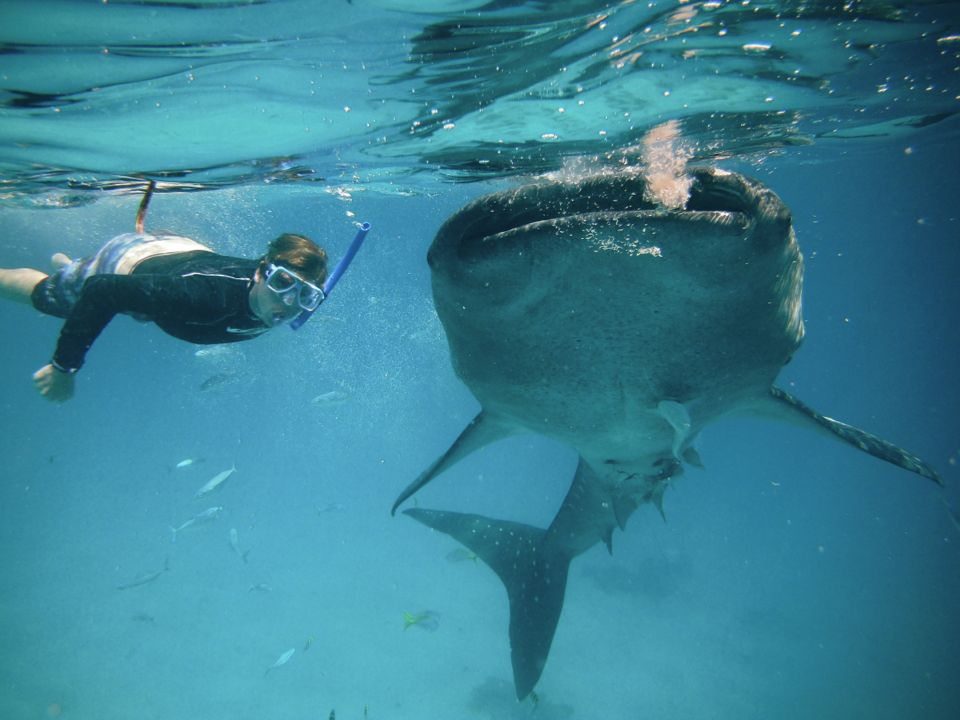 Is it Ethical To Swim With Whale Sharks?
