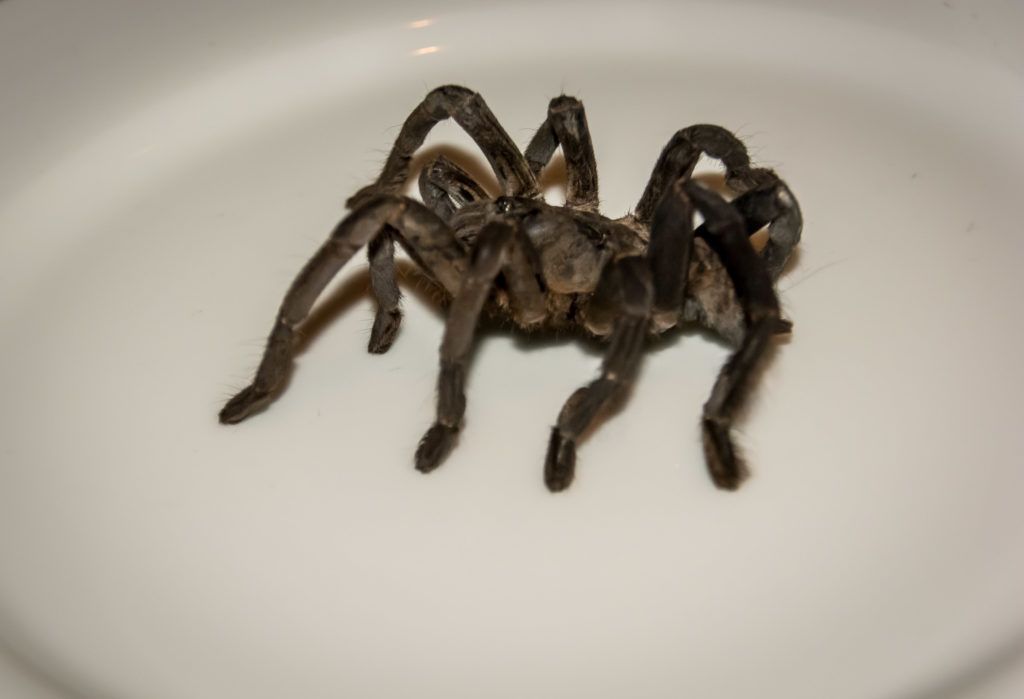 Edible Spiders: Eating Deep Fried Tarantula In Cambodia (Edible Tarantula) - 