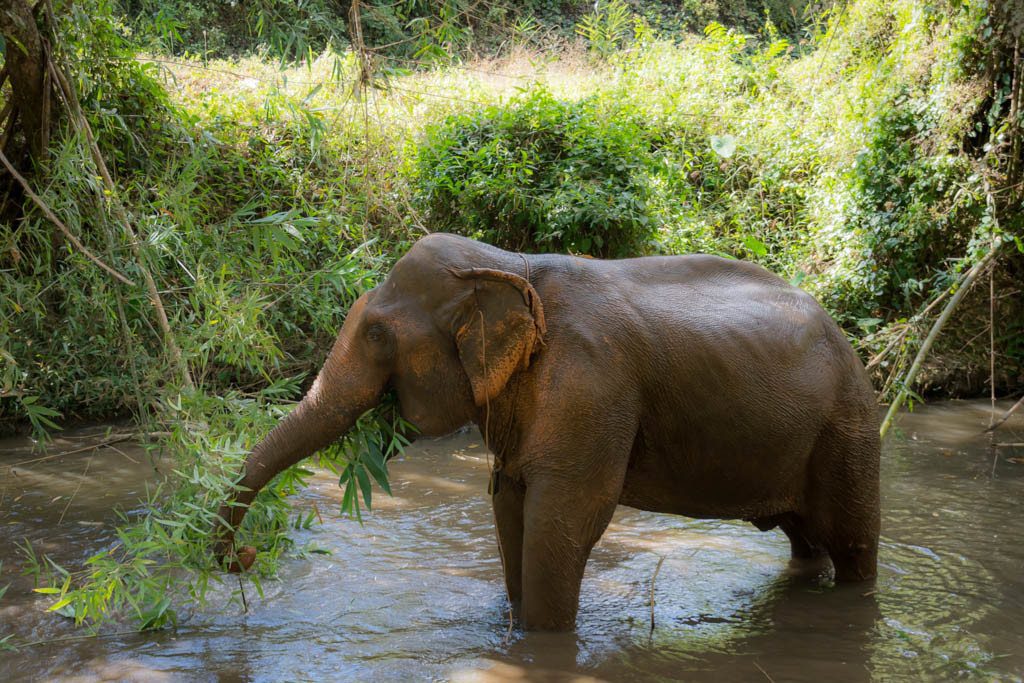 Top Things to do in Chiang Mai - Elephant Sanctuary Chiang Mai