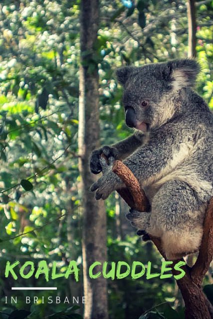 Looking for a Koala Cuddle, or to get some Koala Photos during your trip to Australia? We take you to our favourite place to hug a Koala in Brisbane.