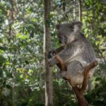 koala cuddle brisbane