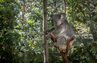 koala cuddle brisbane