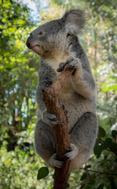 Koala Cuddle: Hug a Koala & Get Koala Photos in Brisbane