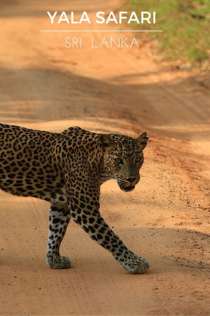 Yala safari Sri Lanka: 15 photos to inspire you to visit Yala national park and see leopards, sloth bears, Asian elephants & more. Go on a glamping safari!