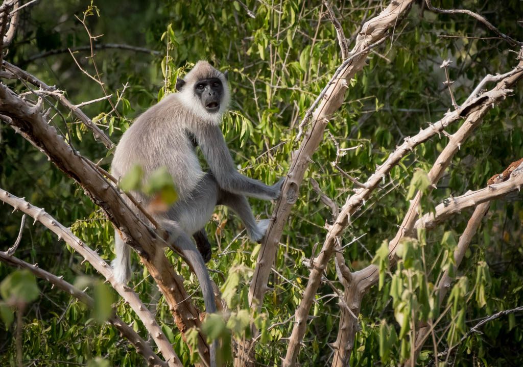 yala safari sri lanka - grey langur monkey