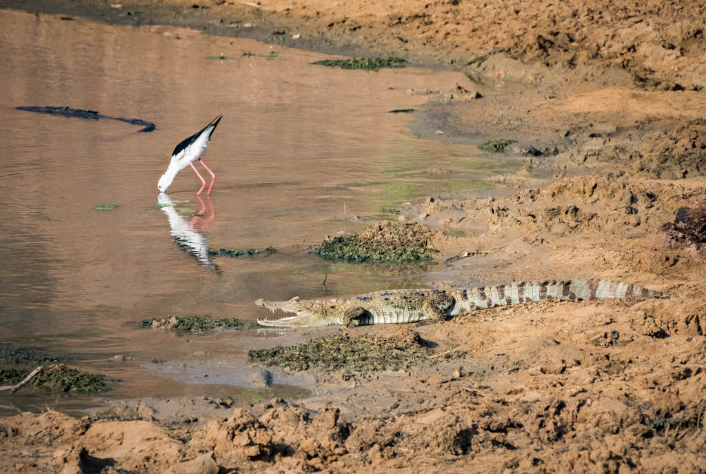 Yala Safari sri lanka - crocodile
