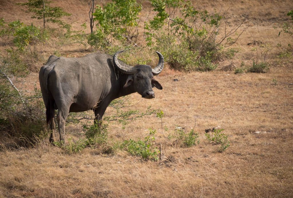 yala safari sri lanka - water buffalo