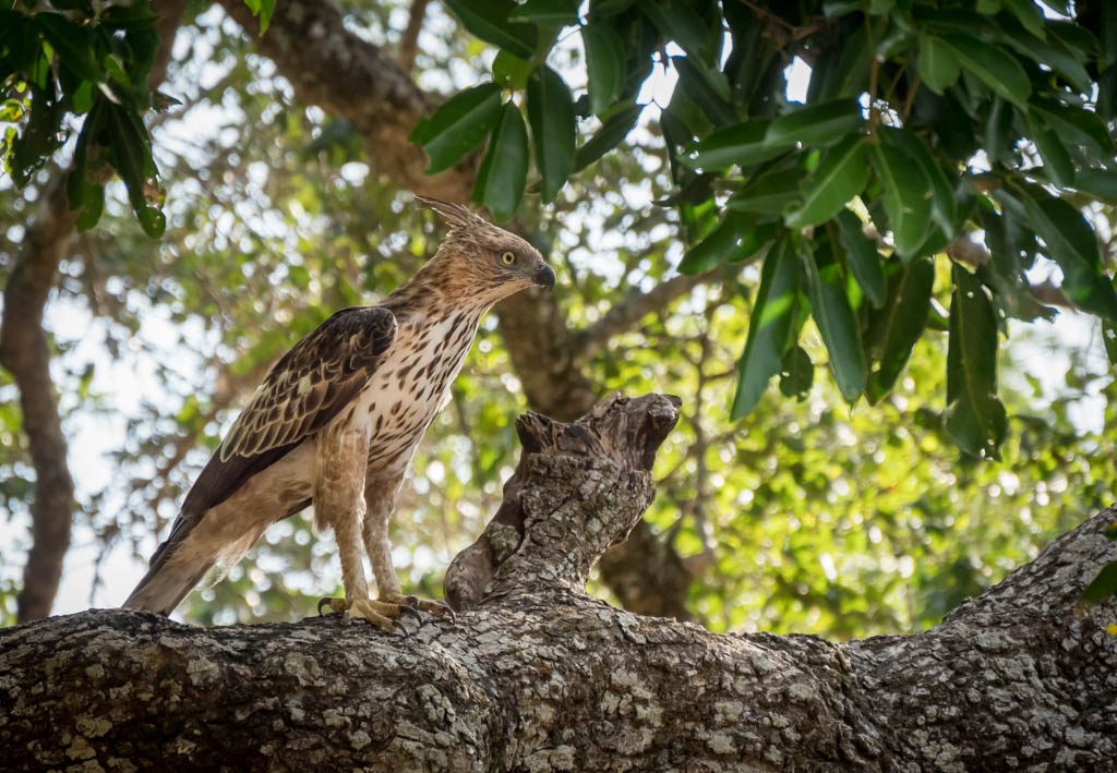 Yala Safari sri lanka - Crested hawk eagle