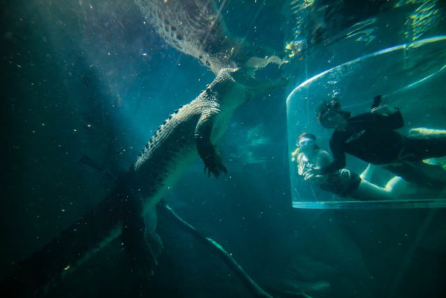 Crocodile cage diving - Crocosaurus Cove cage of death