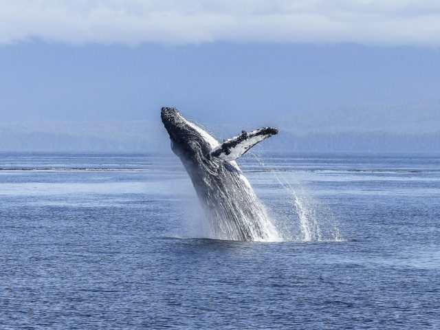 Gold Coast activities - Gold Coast whale watching
