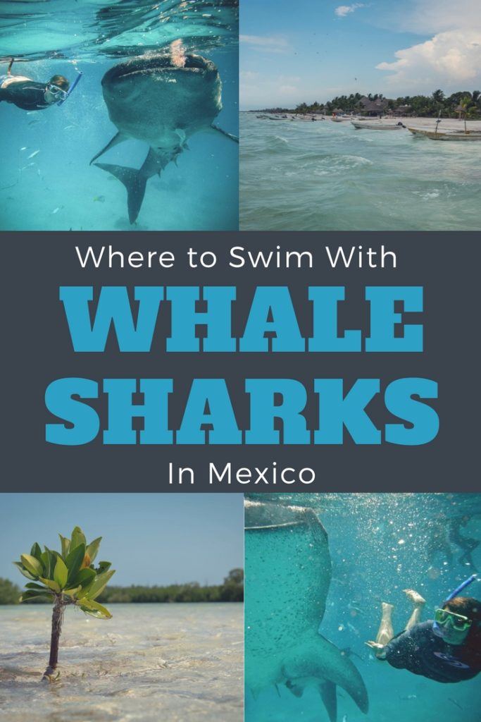 Where's the best place to swim with whale sharks Mexico? We take you the beautiful island of Isla Holbox. A place with beautiful beaches, amazing wildlife and incredible food! The perfect location to plan your whale sharks Mexico adventure