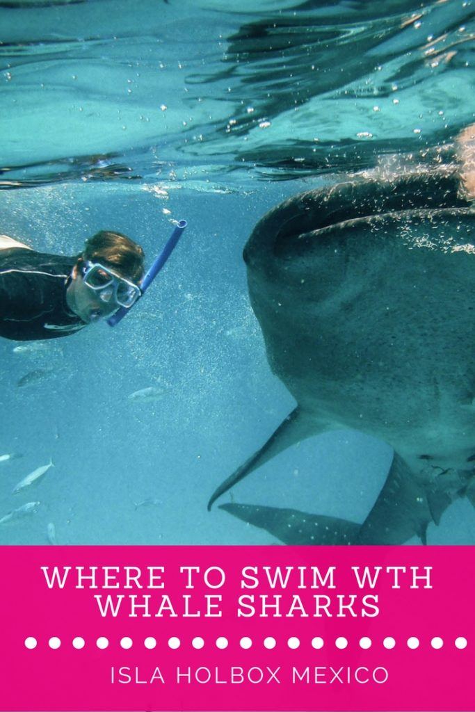 Where's the best place to swim with whale sharks Mexico? We take you the beautiful island of Isla Holbox. A place with beautiful beaches, amazing wildlife and incredible food! The perfect location to plan your whale sharks Mexico adventure