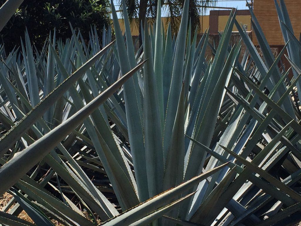 Mezcal vs Tequila: The History Of Tequila