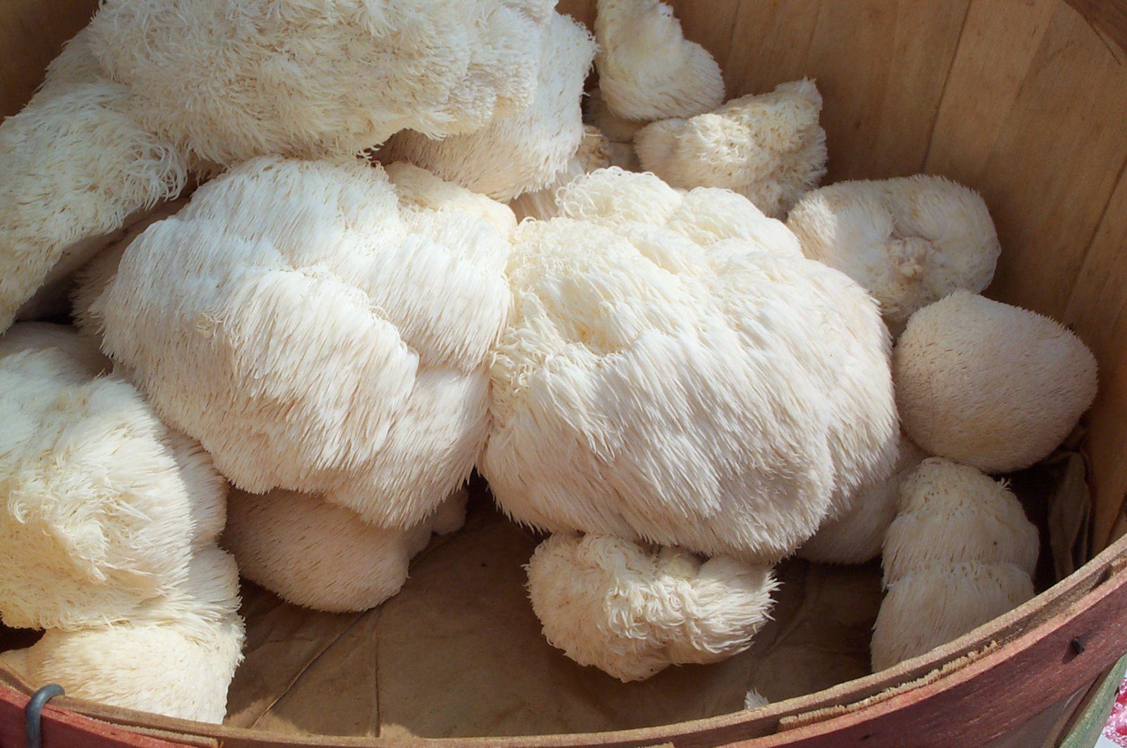 Why Lion’s Mane Mushrooms are the New Superfood?
