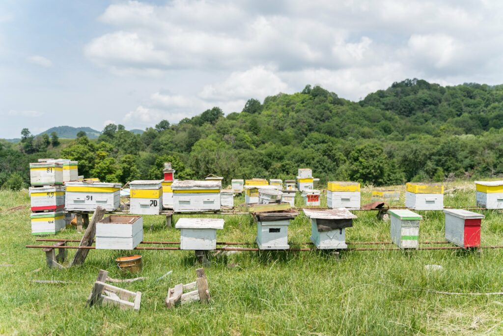 Georgian Honey - Things to do in Kakheti Georgia
