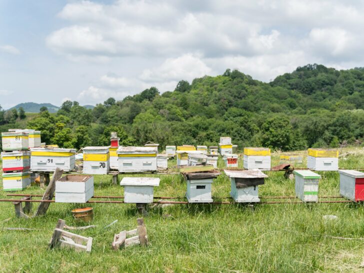Georgian Honey - Kakheti Region