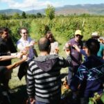 Rtveli Wine Harvest - Kakheti wine tours