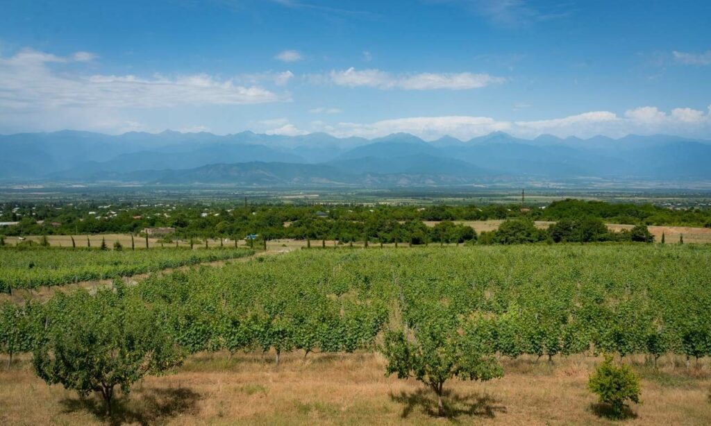 Georgian Wine Regions Guide: Wines & PDOs. The Alazani Valley. Kakheti Wine Region.