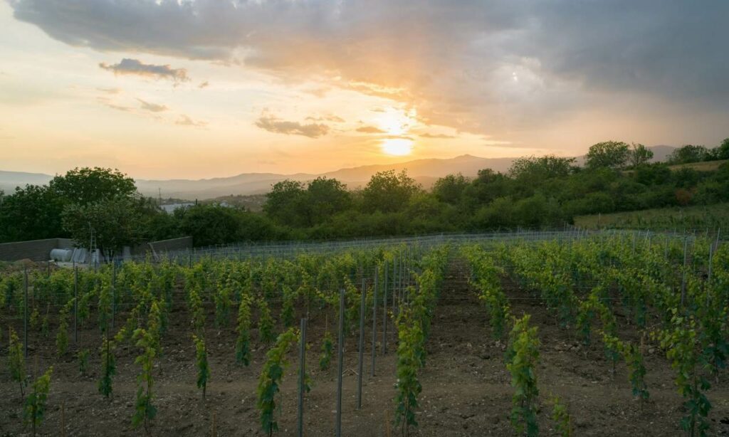 Georgian Wine Regions Guide: Wines & PDOs. The Iori Valley. Kakheti Wine Region.