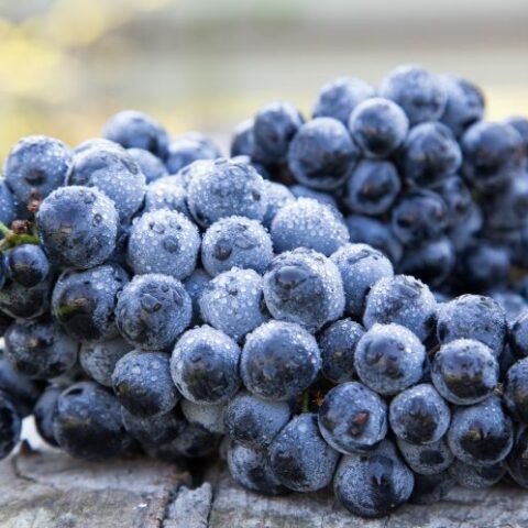 <strong>3 Surprising Health Benefits of Organic Grape Alcohol</strong>