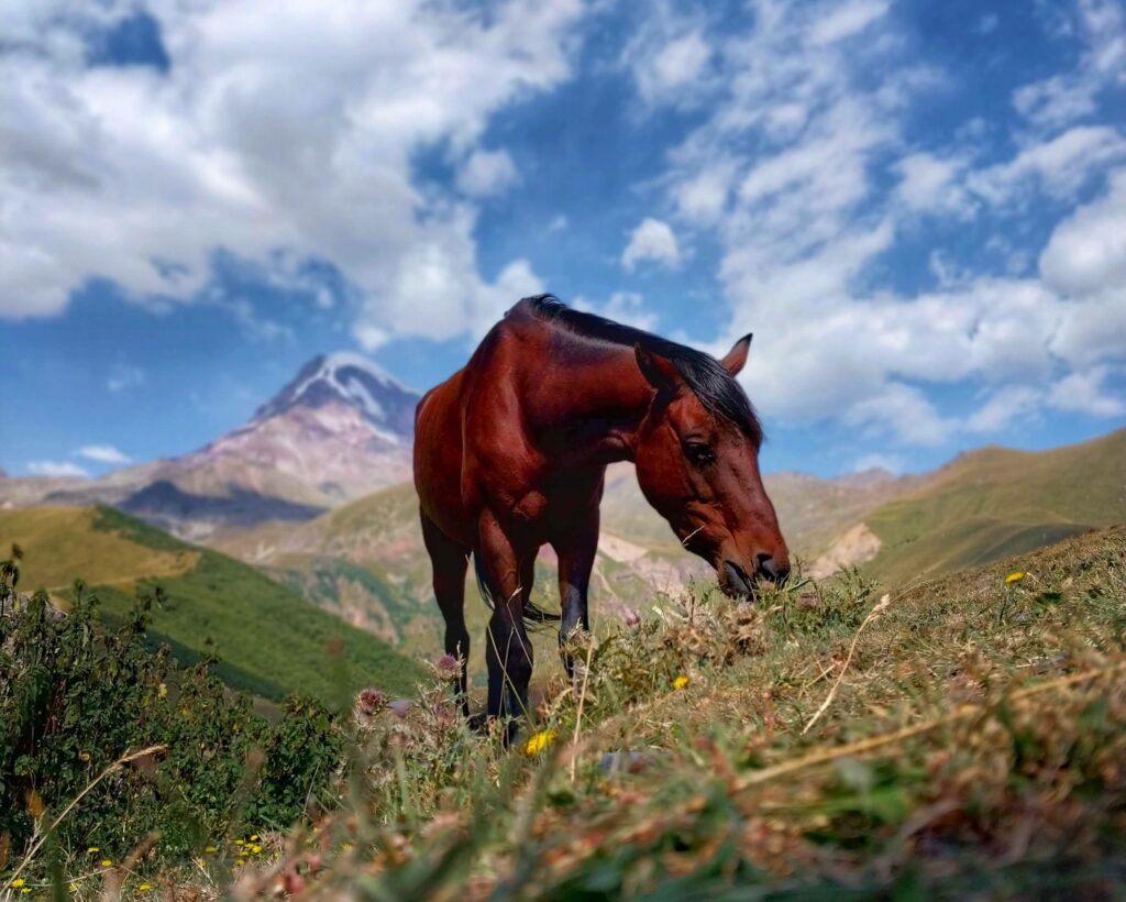 Horse living it's best life - Kazbegi Georiga