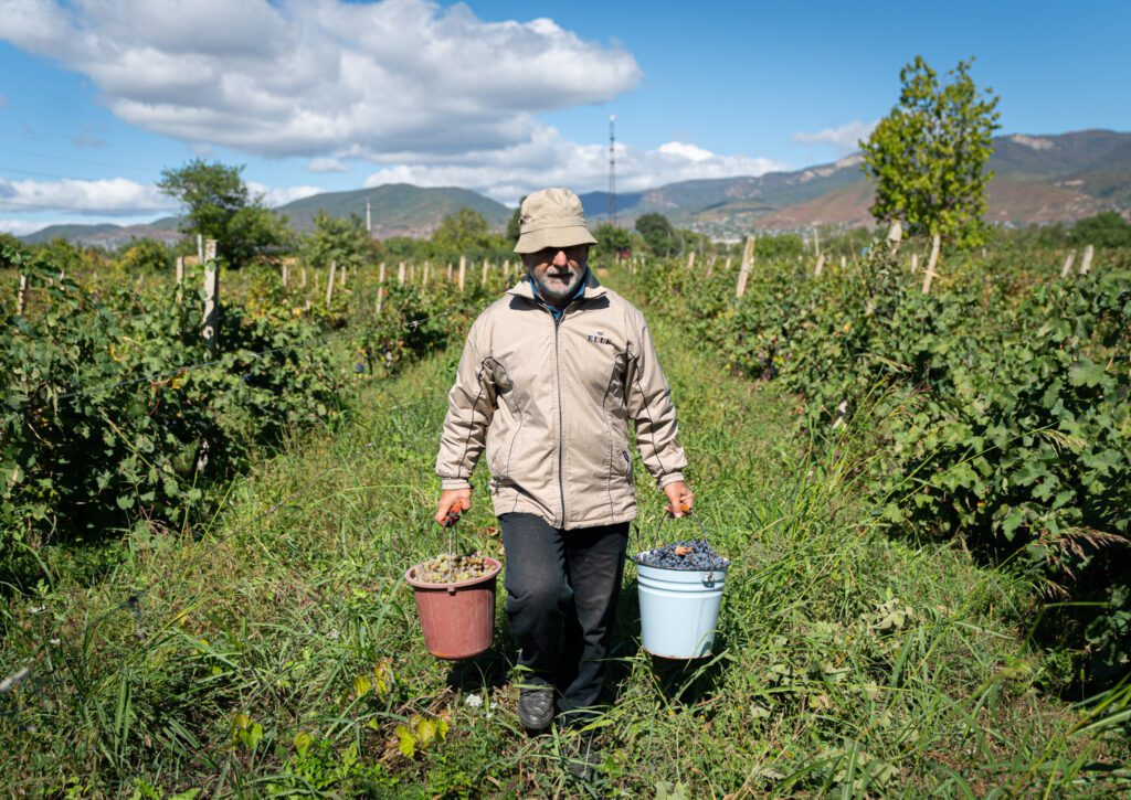 Experience the real family "Rtveli" harvest on a Kakheti Wine Tour.