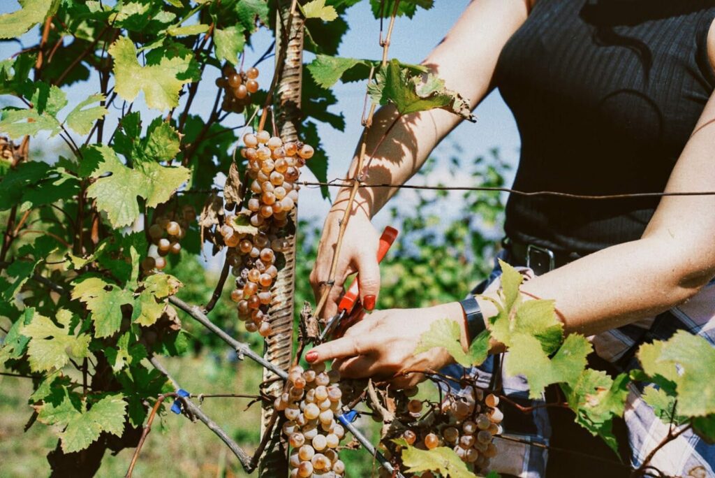Rtveli Wine Harvest in Georgia