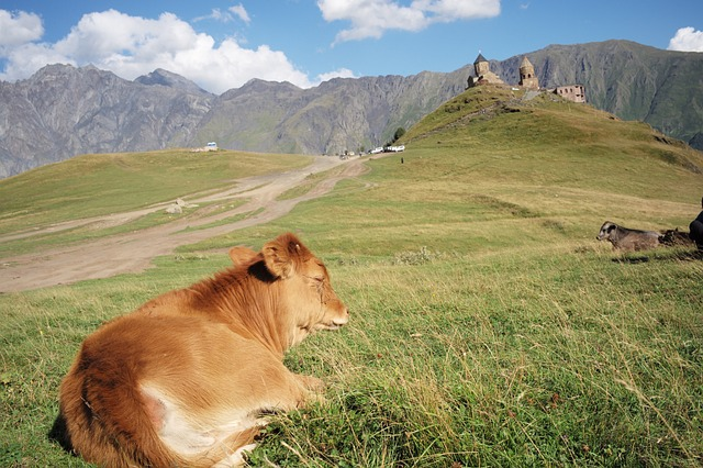Cows Love The Kazbegi Views Too! 
